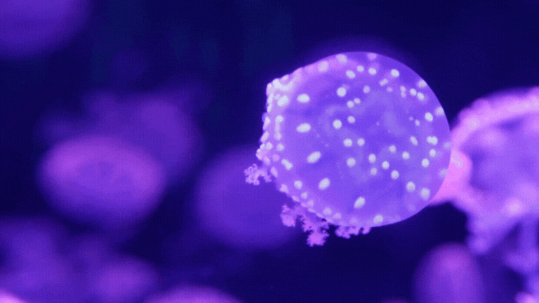 jelly2.gif