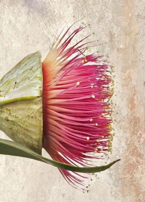 flower.jpg