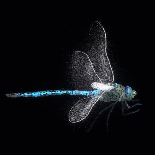dragonfly flow.gif