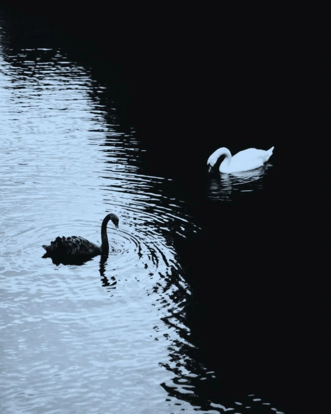 Liminal Studies Instagram Assets.jpg