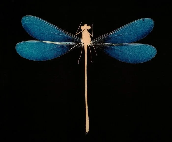 dragonflylumen.jpg