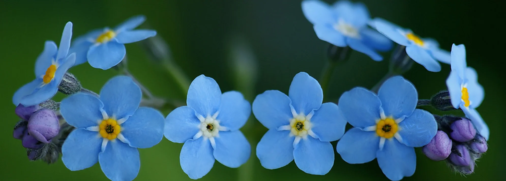 Forget-me-nots from goingwithgrace.com