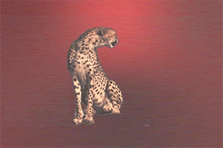 cheetah.gif