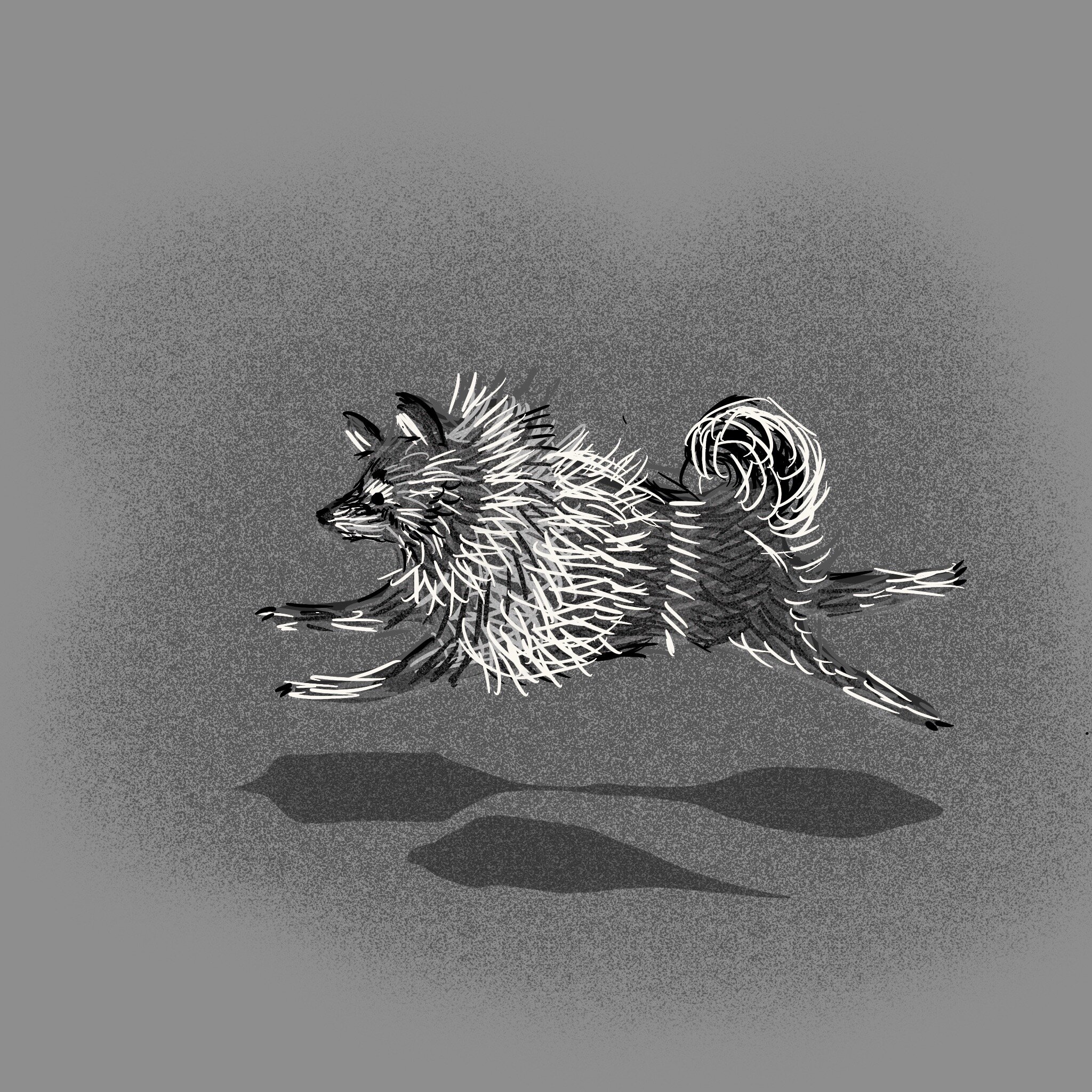 keeshond.jpeg