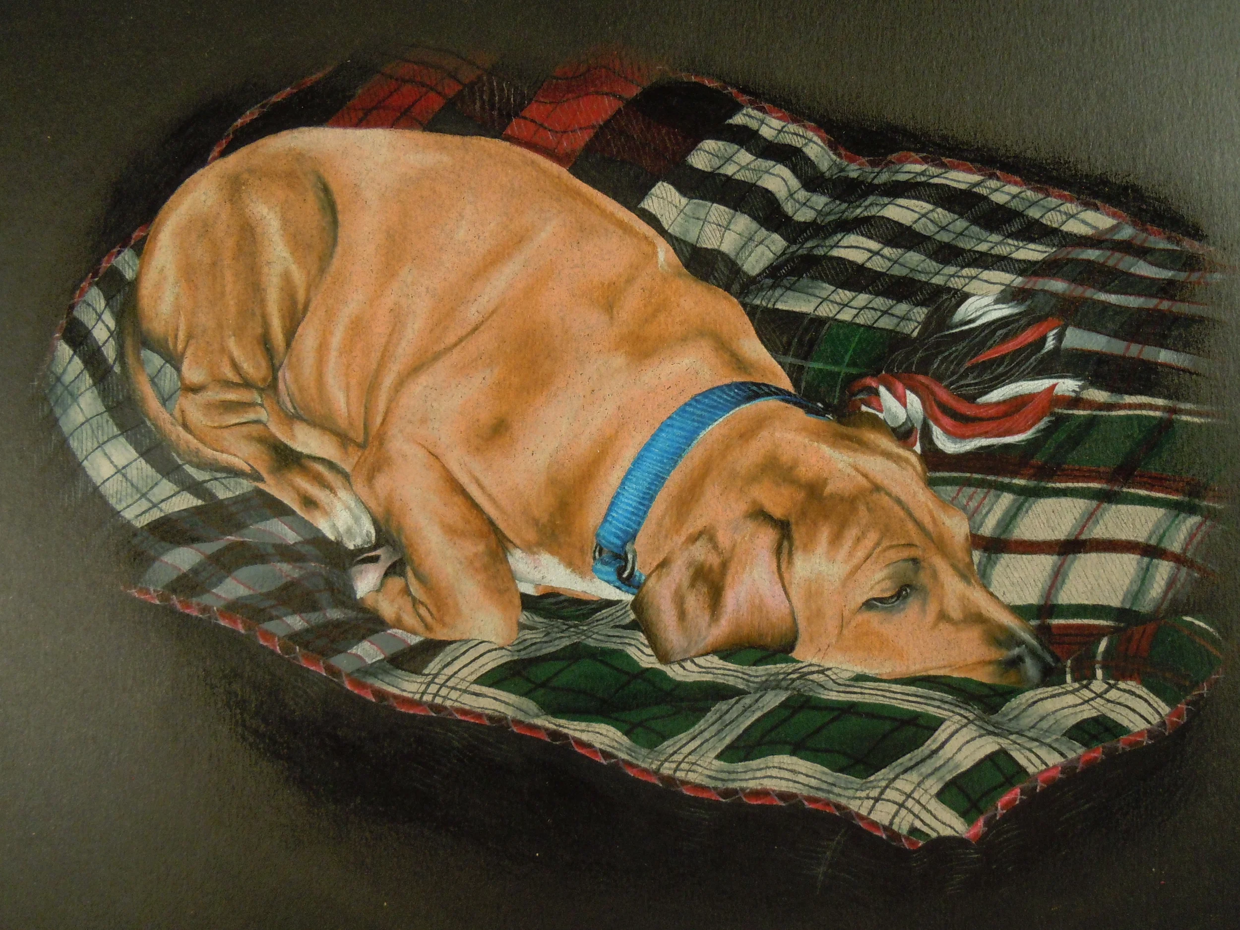 Rhodesian Ridgeback Puppy
