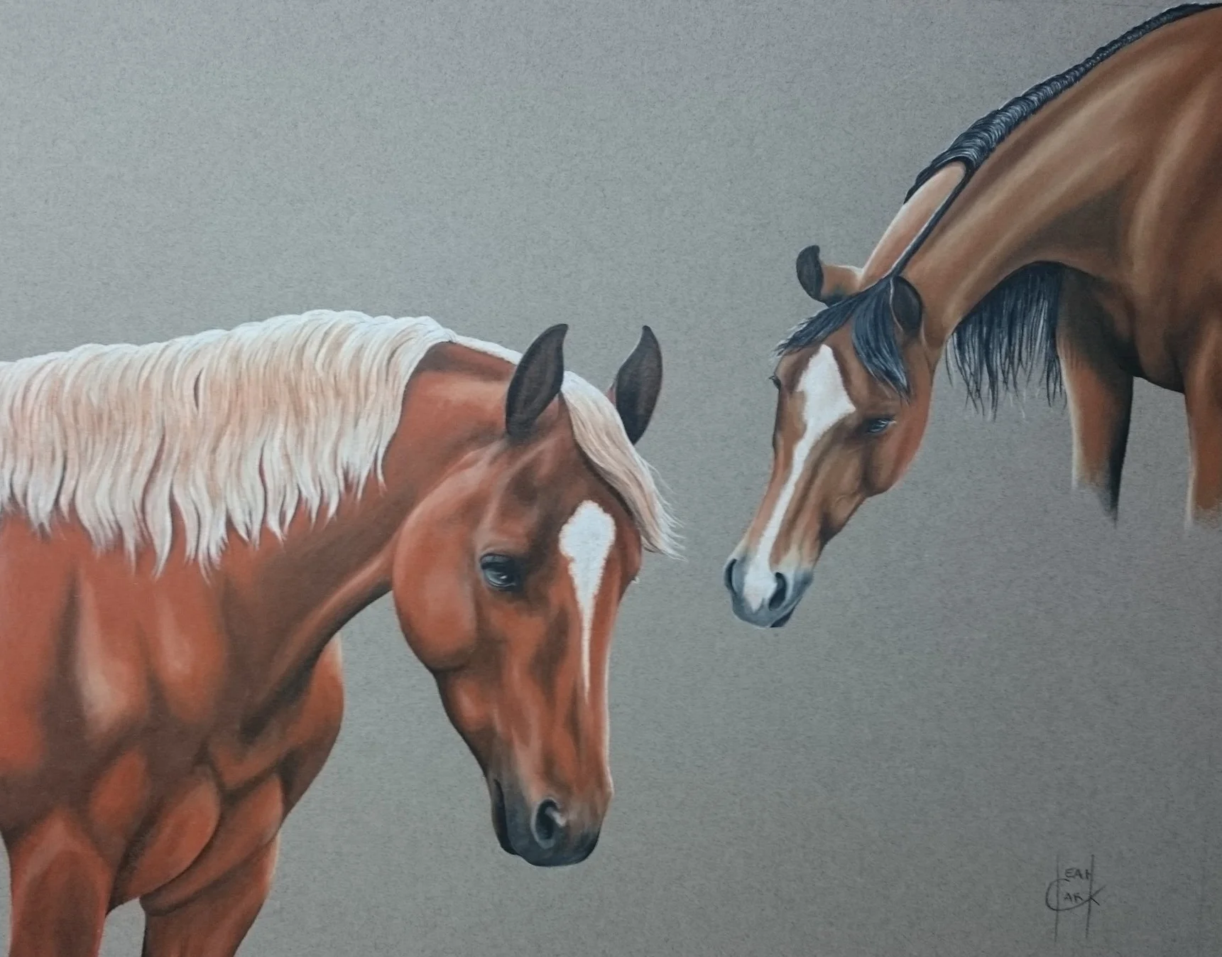 For the Love of Arabians