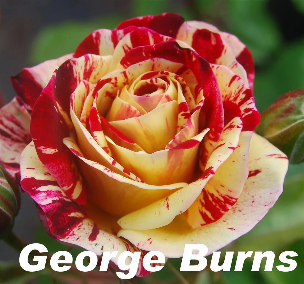 George Burns.jpg