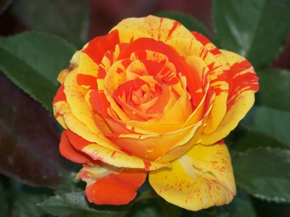 Oranges and Lemons