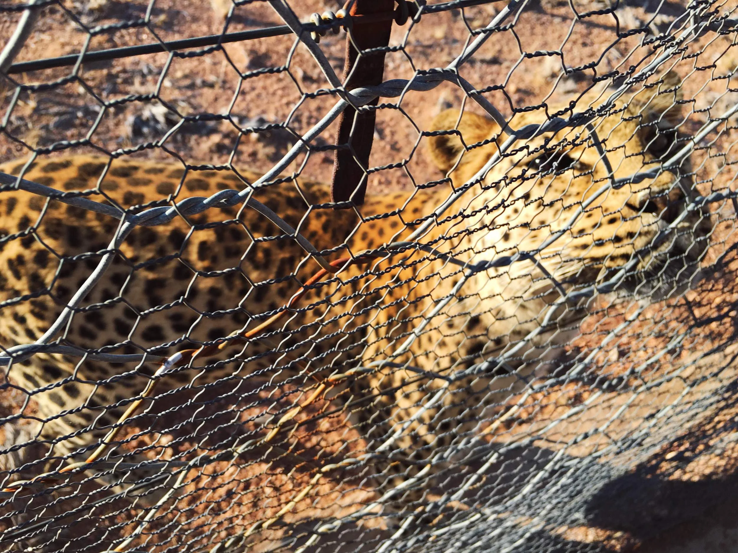 The Cages We Build 