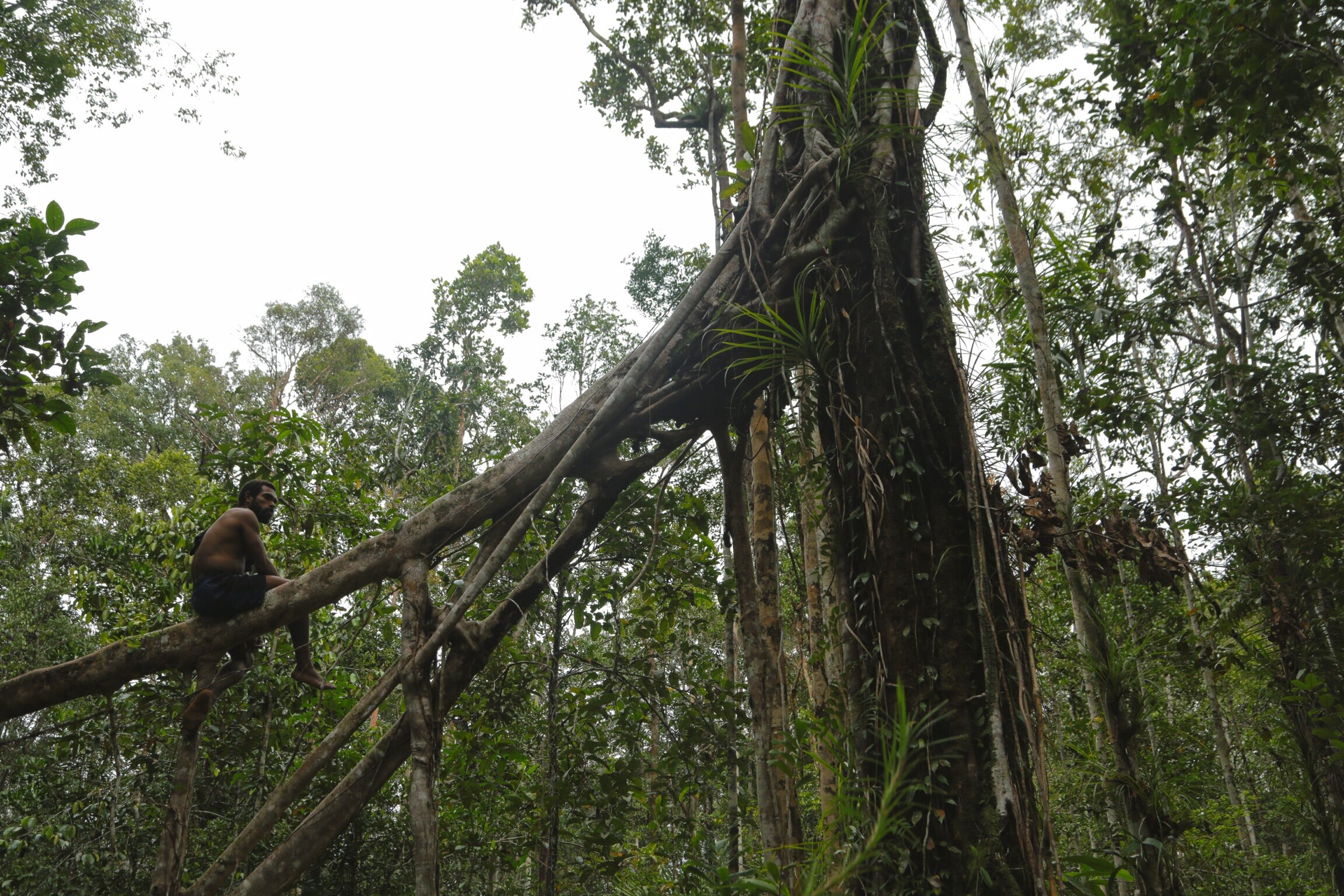 People of the Trees