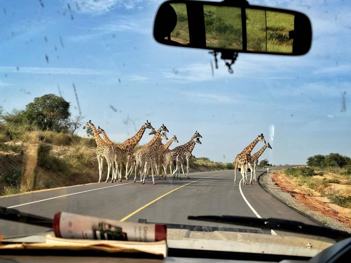 Giraffes on the road &mdash; Uganda