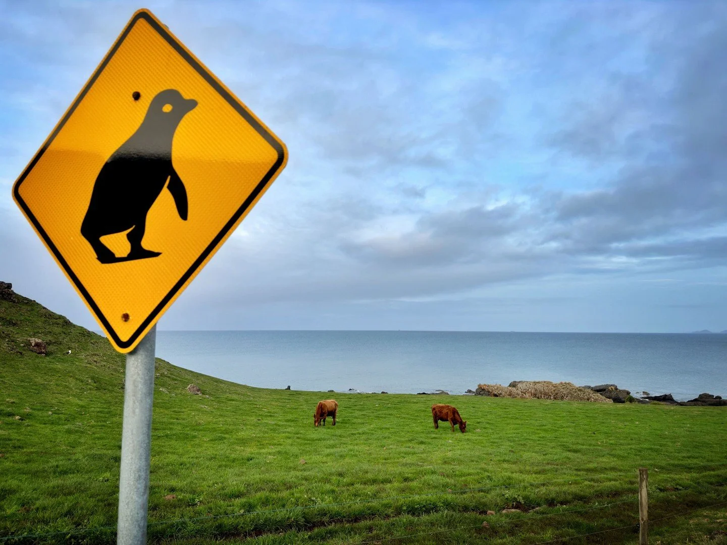 Penguin crossing &mdash; Tazmania