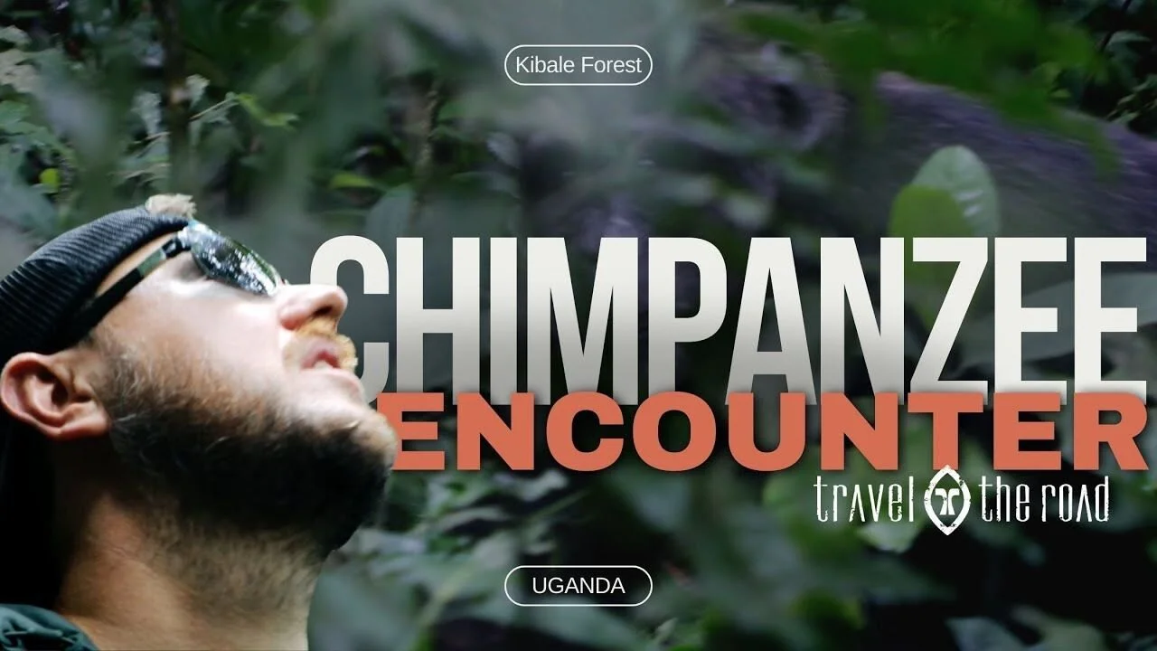 Explore the heart of Uganda's Kibale Forest with us as we venture into the wild, tracking and encountering chimpanzees. Witness the thrill of observing these incredible creatures in their natural habitat, including a close encounter with an alpha mal