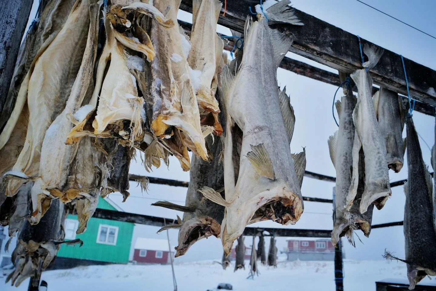 Storing fish &mdash; Greenland