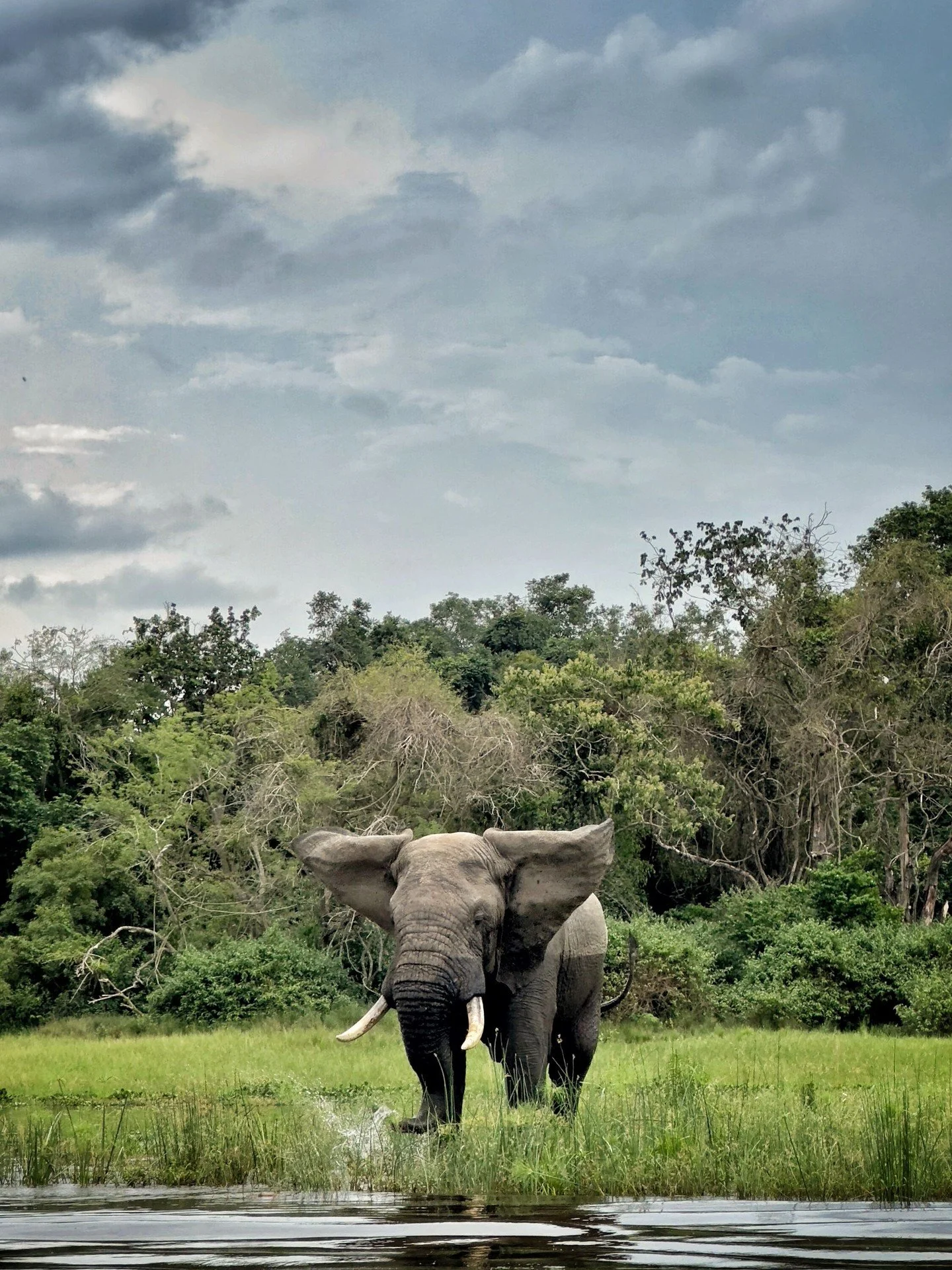 Elephant on shoreline &mdash; Uganda