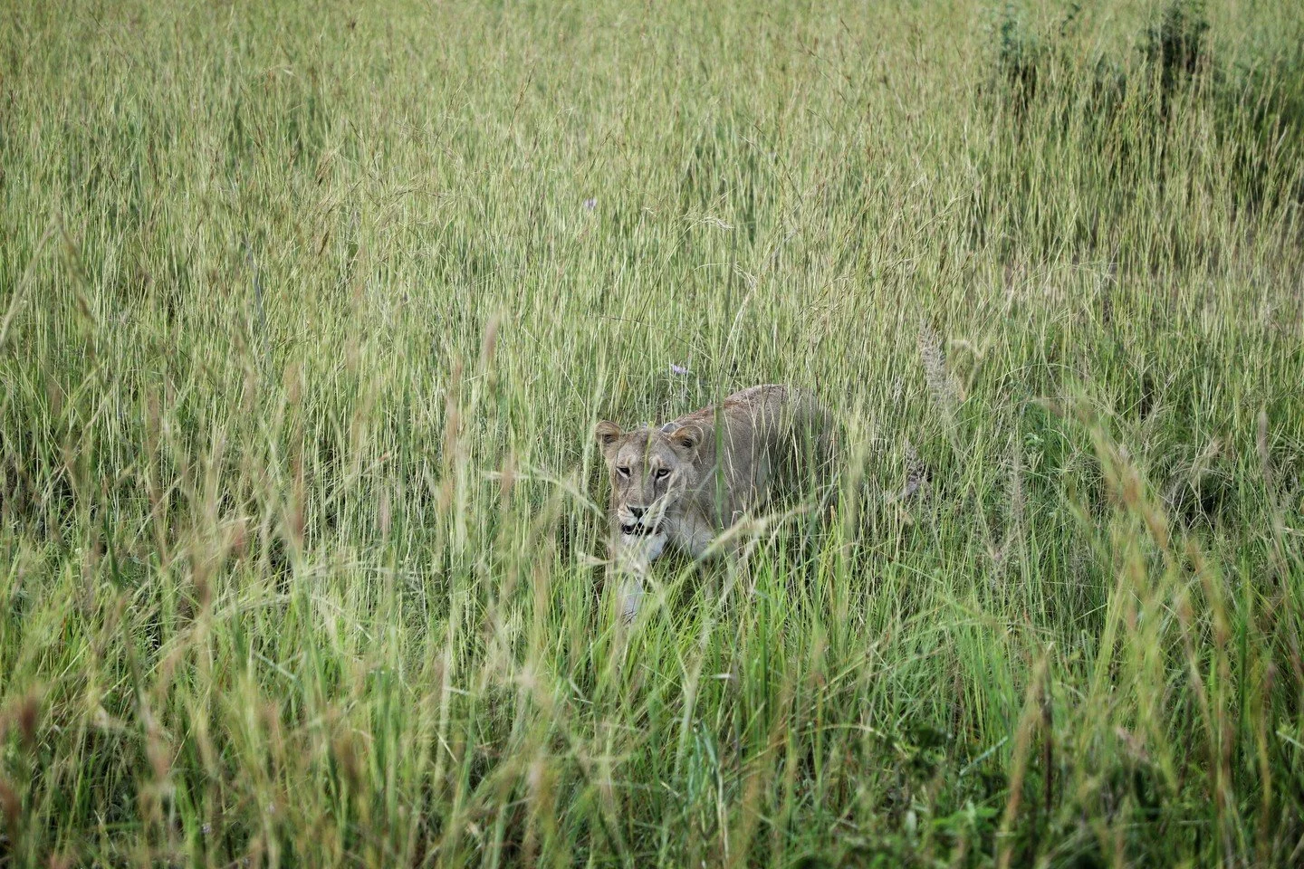 Lioness on the hunt &mdash; Uganda