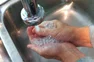 Step 1: Wash your hands.