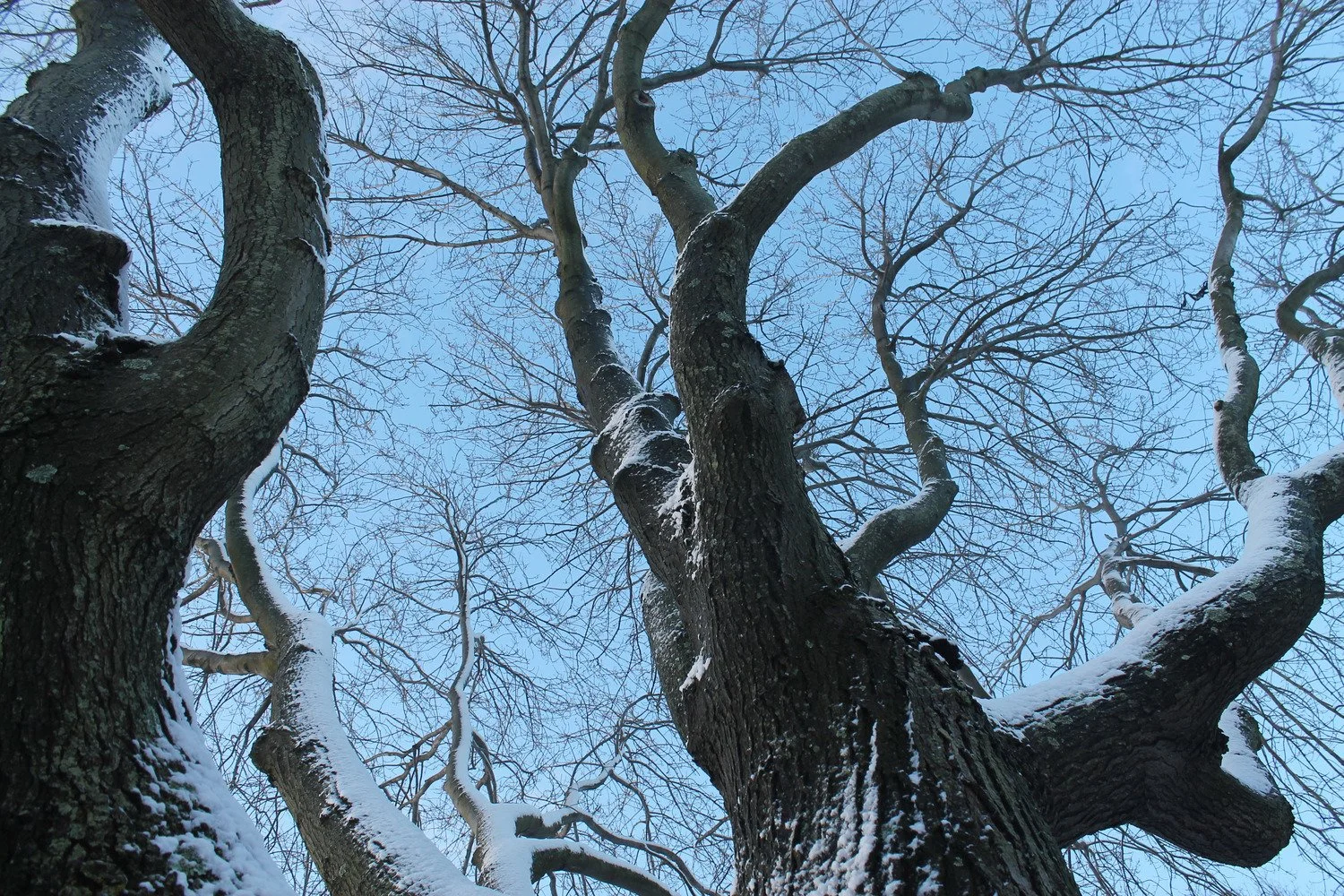 Looking up at a tall, leafless tree with snow on its branches against a clear blue sky.