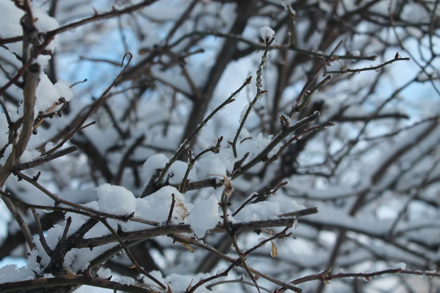 Close-up of snow-covered branches of a tree or shrub in winter.