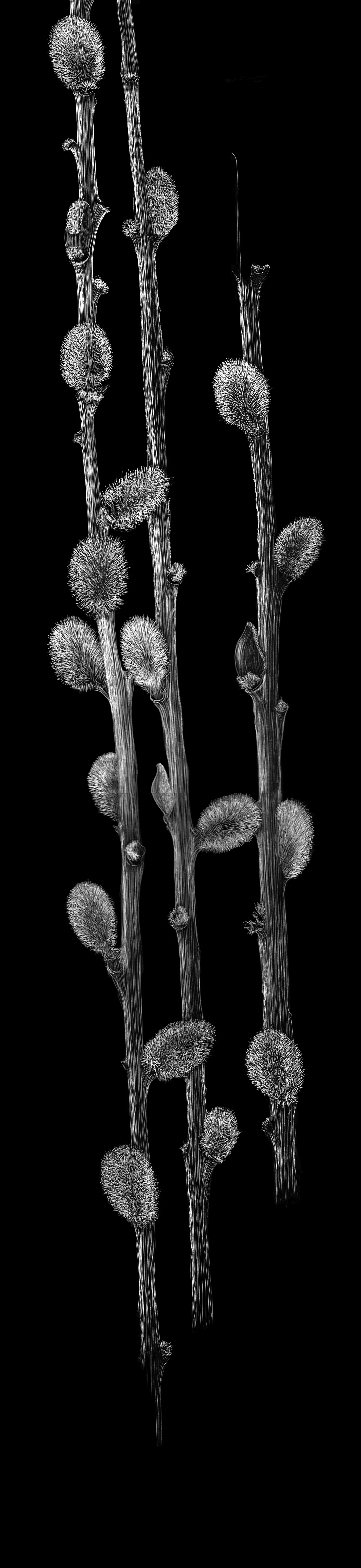 Artist to Artist Pussy Willow