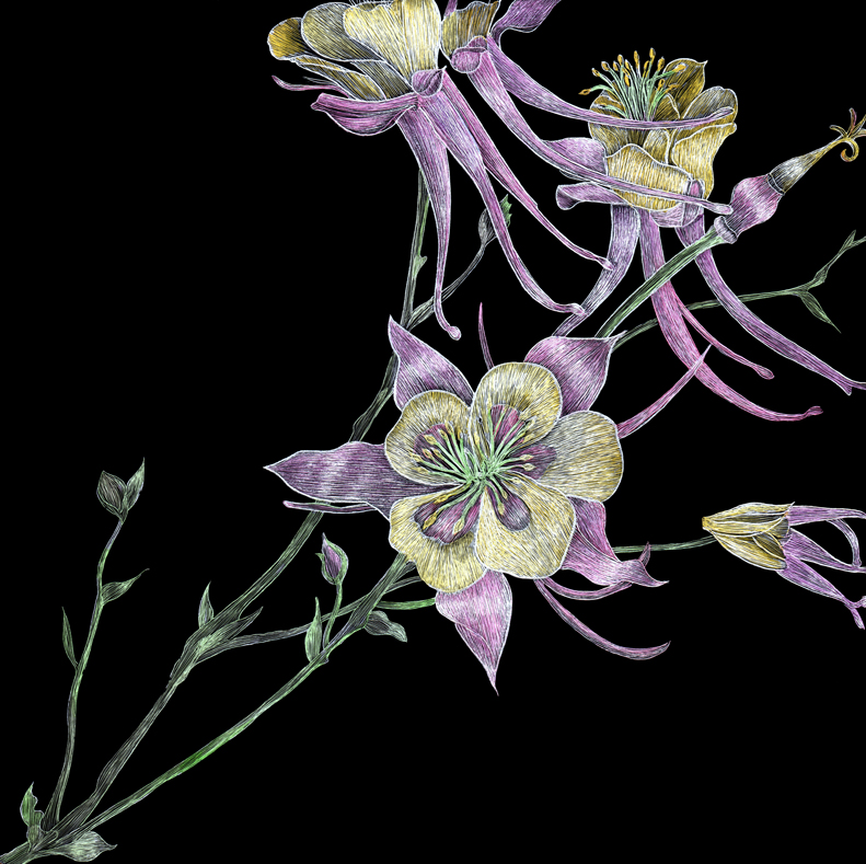 COLORED COLUMBINE