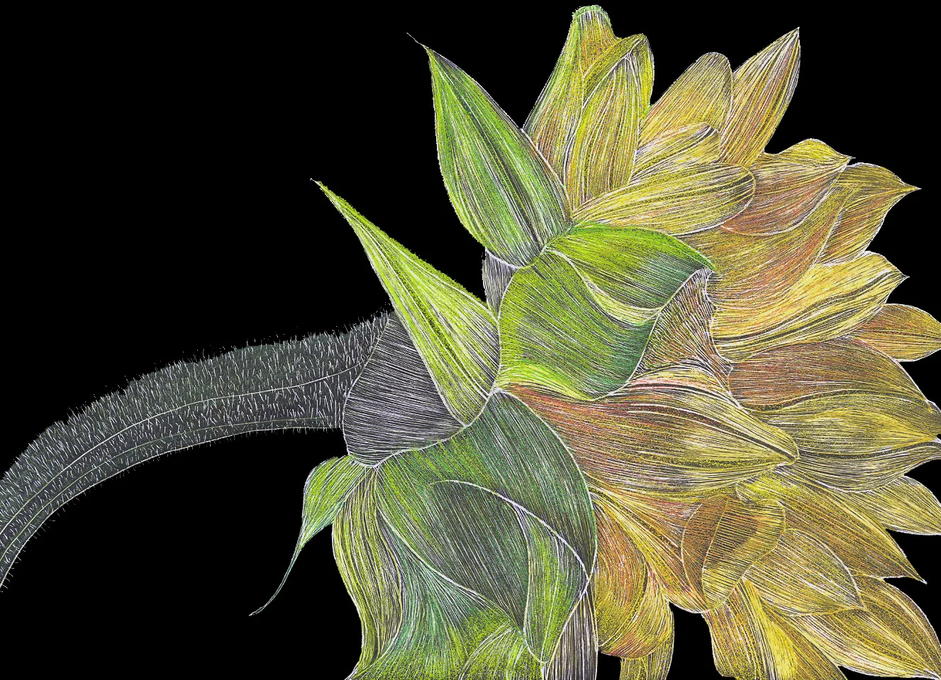 #29 Sunflower 18x16 Scratchbord & Prismacolor Pencils $900.jpg