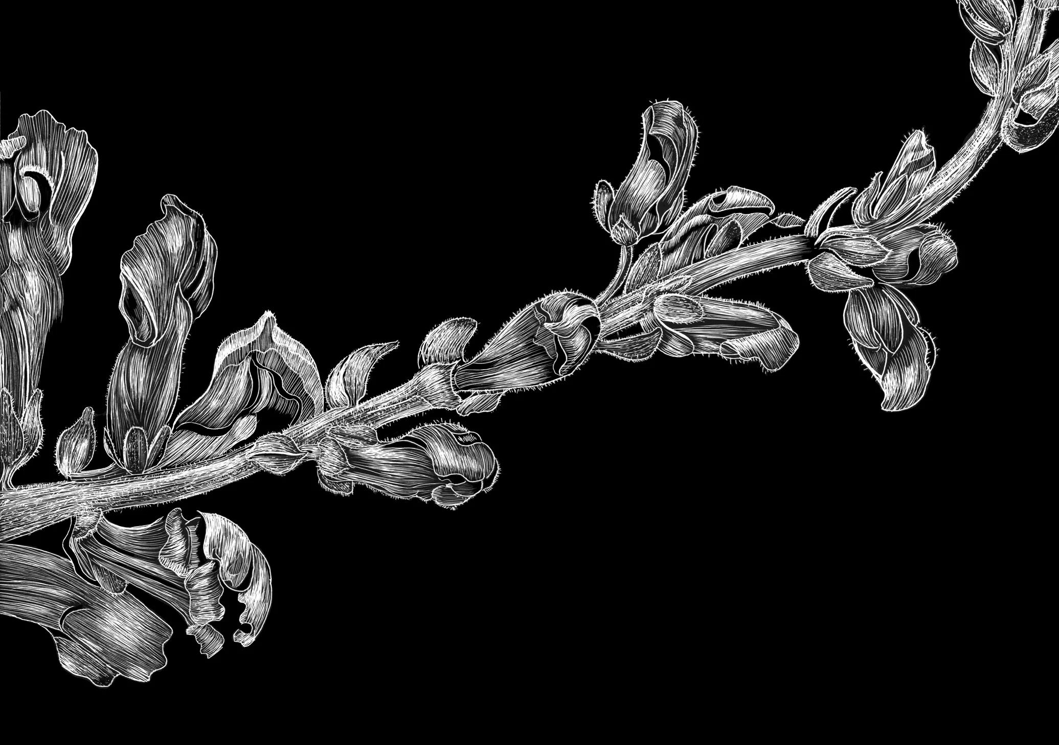 Snapdragon by Lisa Goesling-Copyright