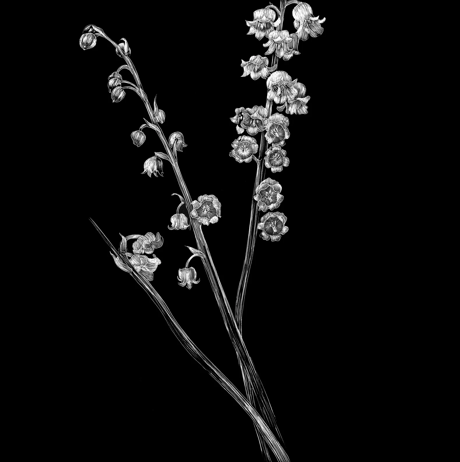 Lily of the Valley by Lisa Goesling-Copyright