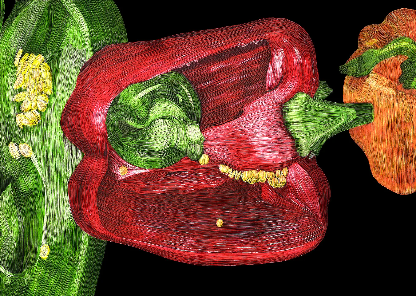 #19 3 Peppers 18x16 Scratchbord &Staedtler Triplus Markers $900.jpg