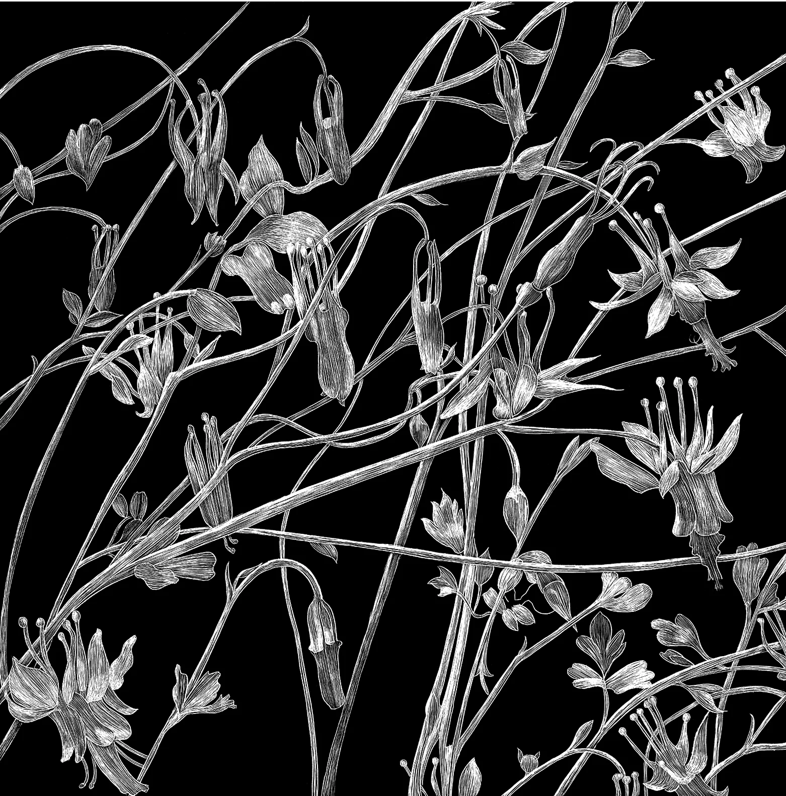 Group of Columbines BW.jpg