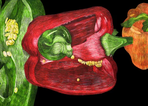 Peppers72.jpg