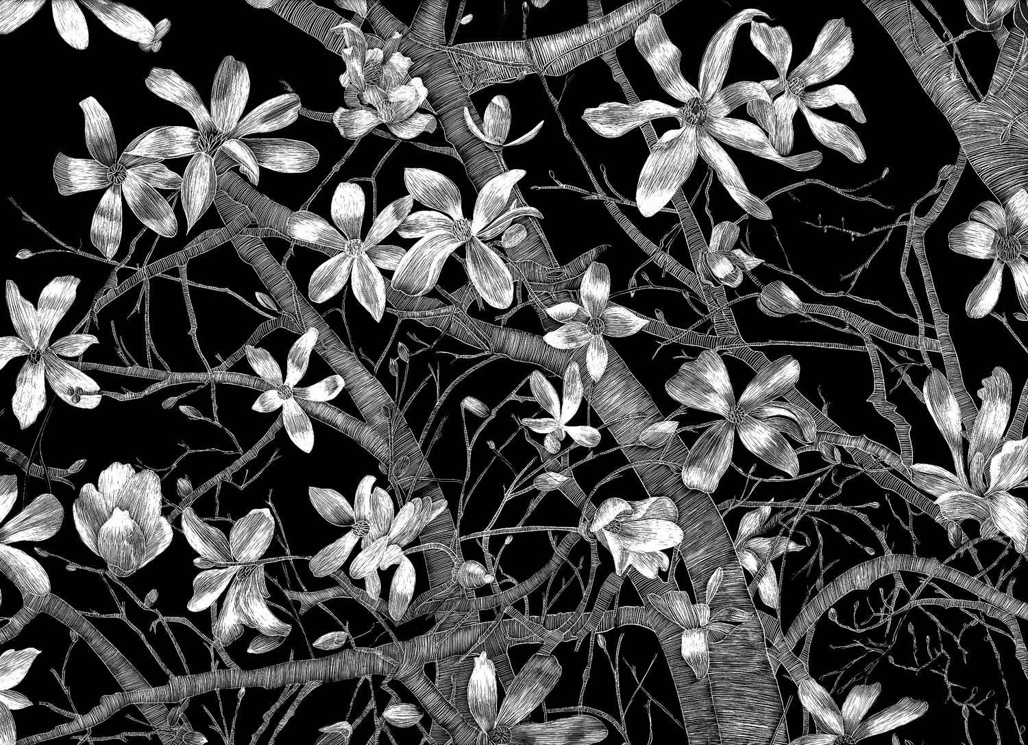 Open Magnolias