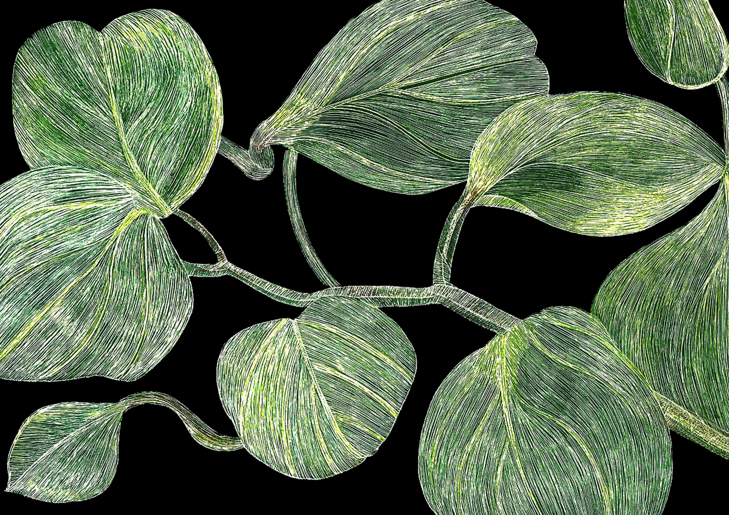 PLANT LEAVES