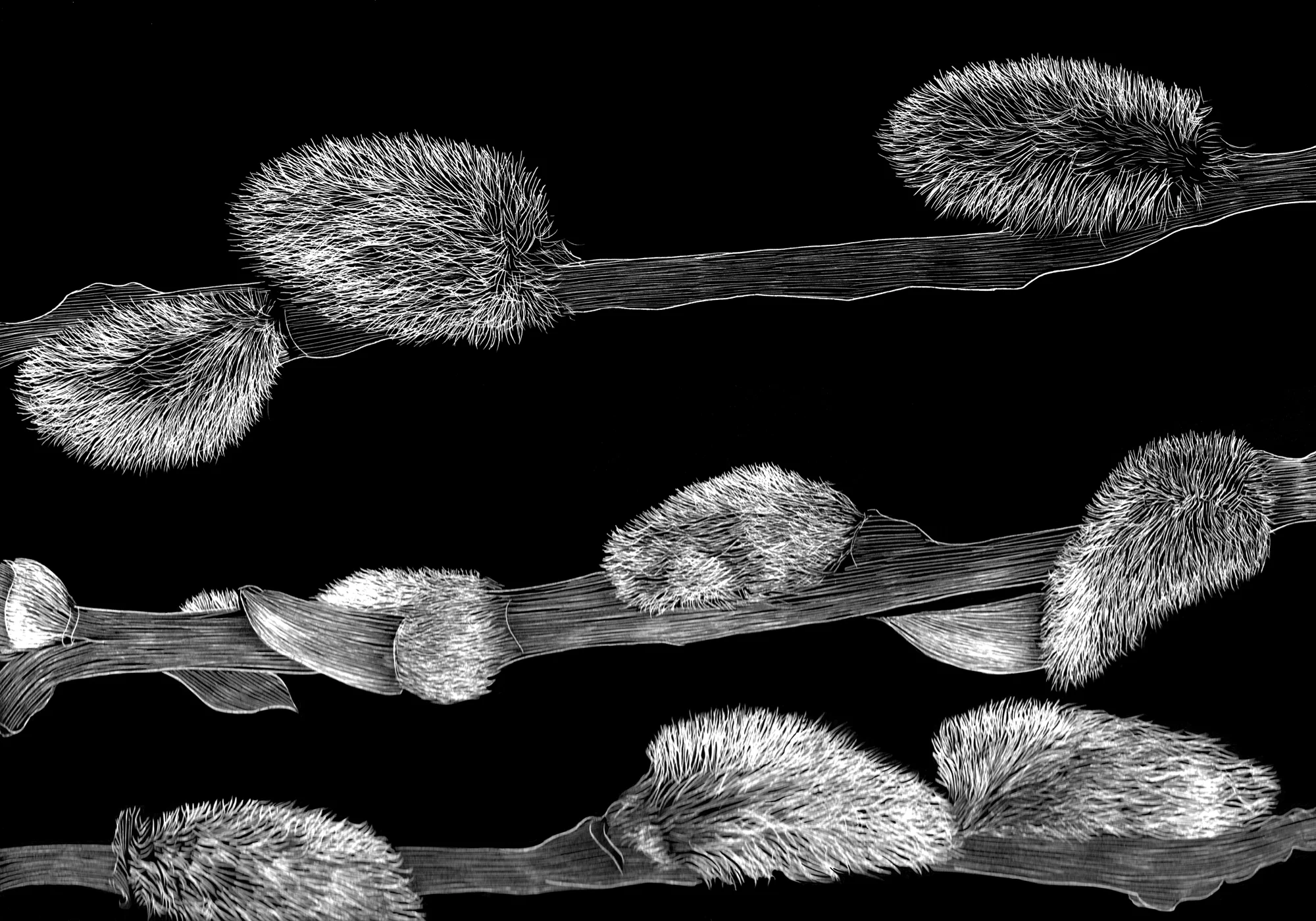 Pussy Willow 2014