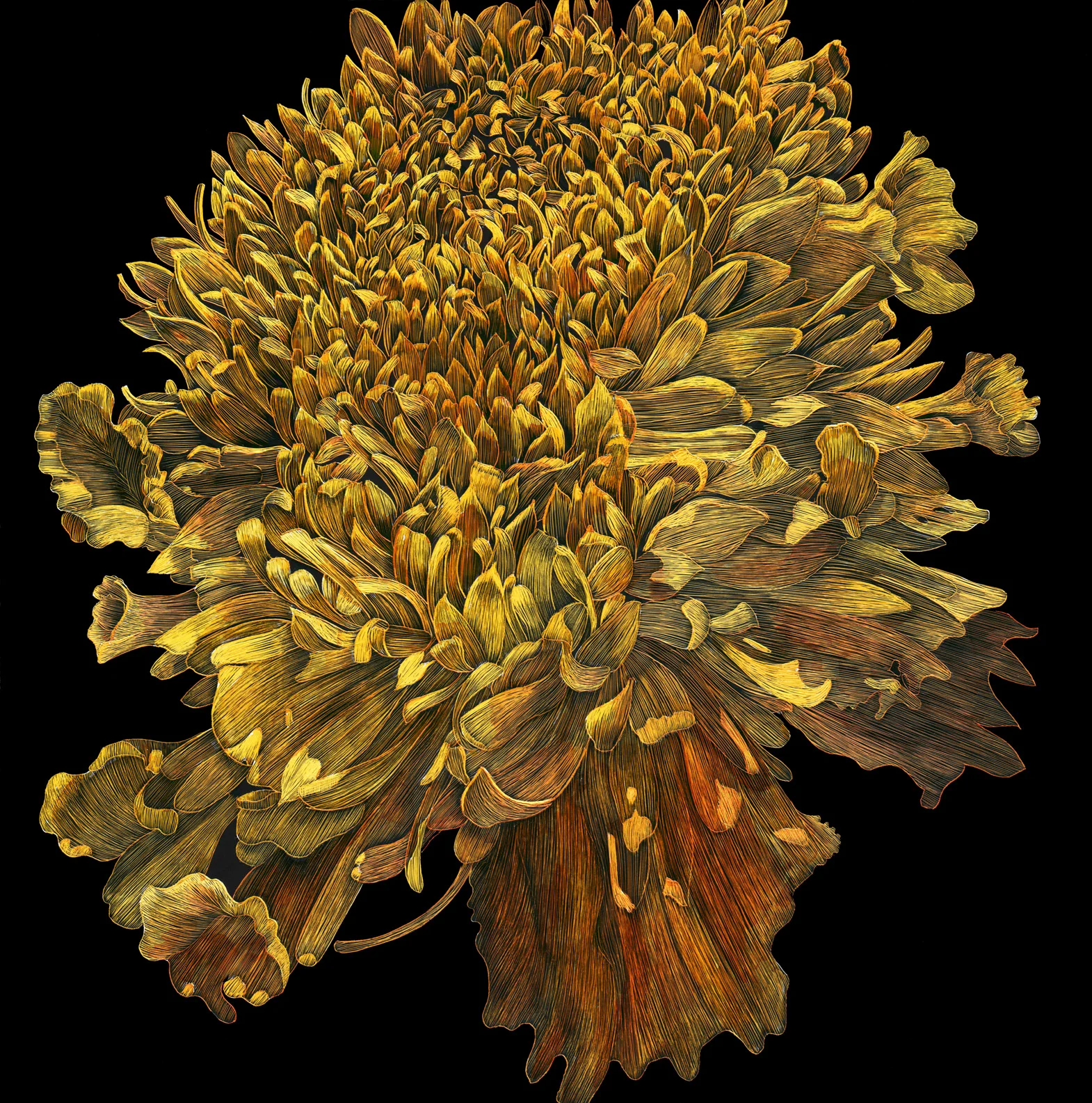 MarigoldC.jpg
