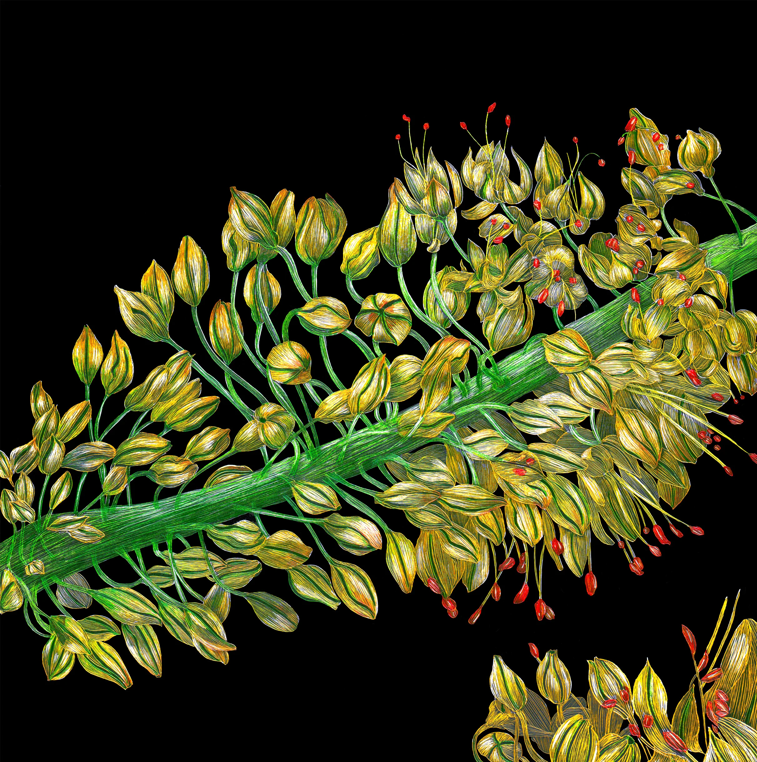 Eremurus or Foxtail Lily by Lisa Goesling