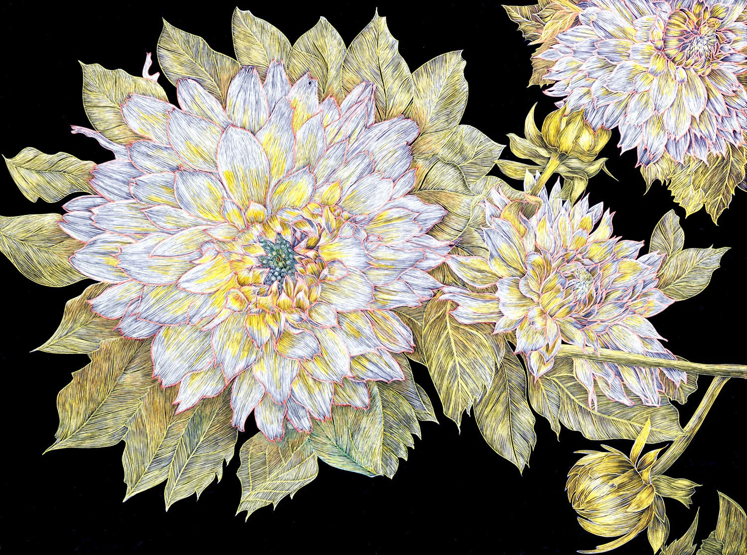Dahlias by Lisa Goesling