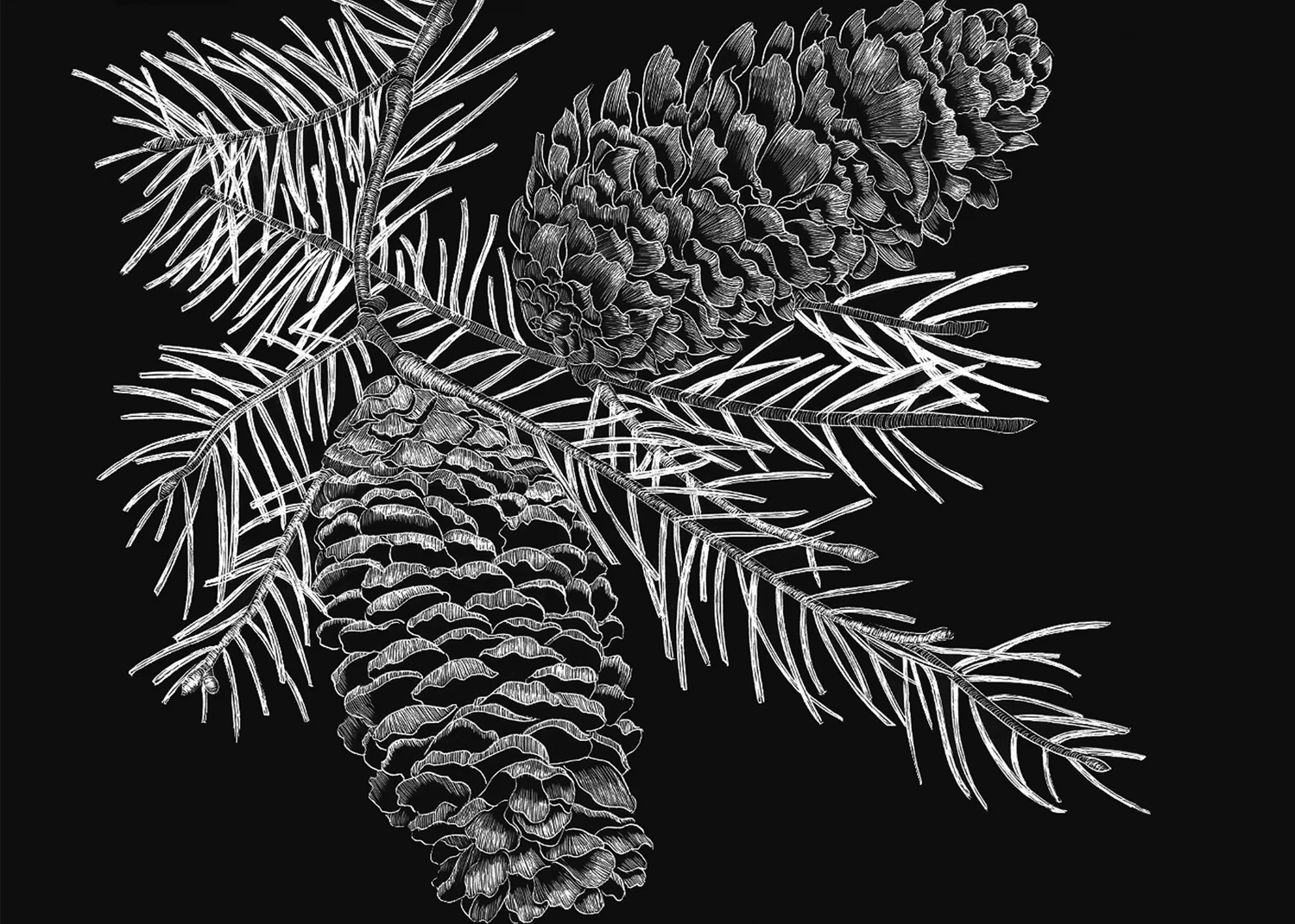 2 Pine Cones