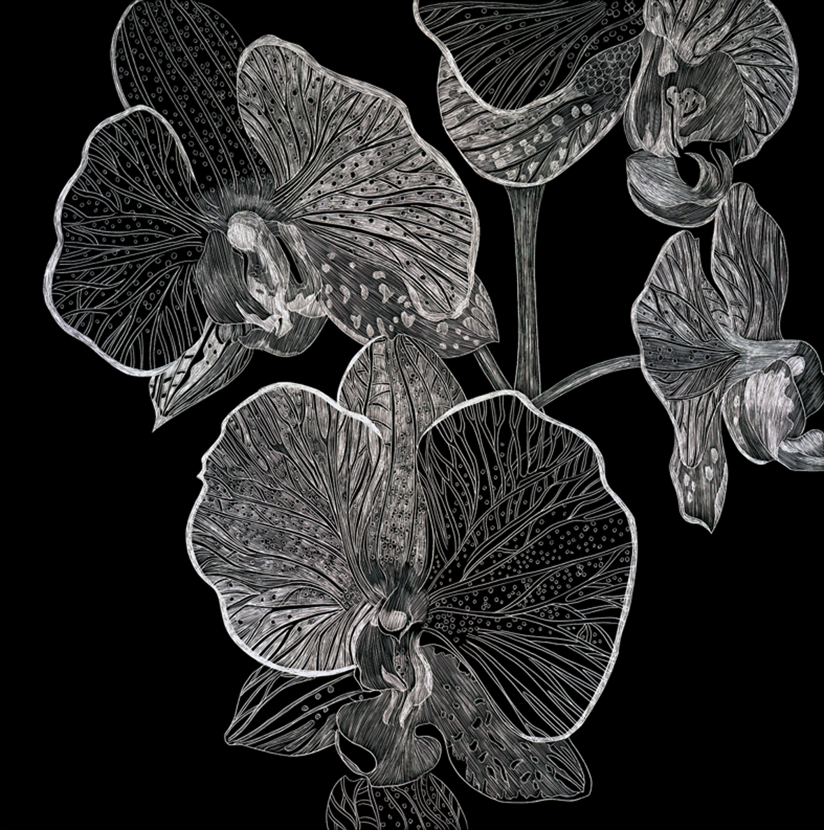 B & W Orchid by Lisa Goesling