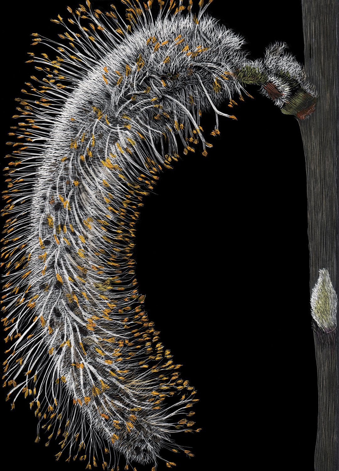 One Catkin in Bloom by Lisa Goesling