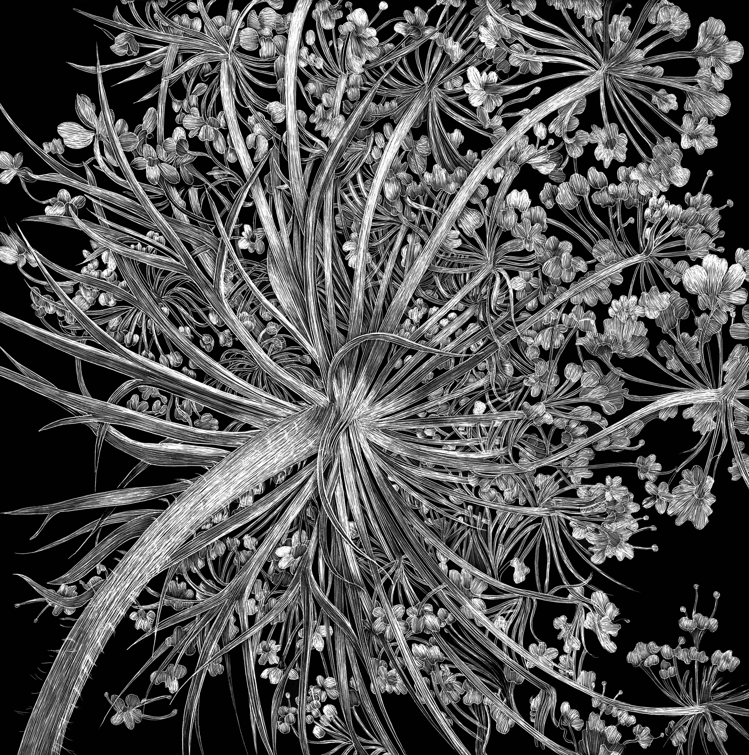 Queen Ann's Lace by Lisa Goesling