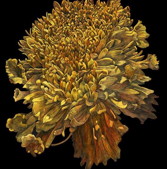Marigold by Lisa Goesling 
