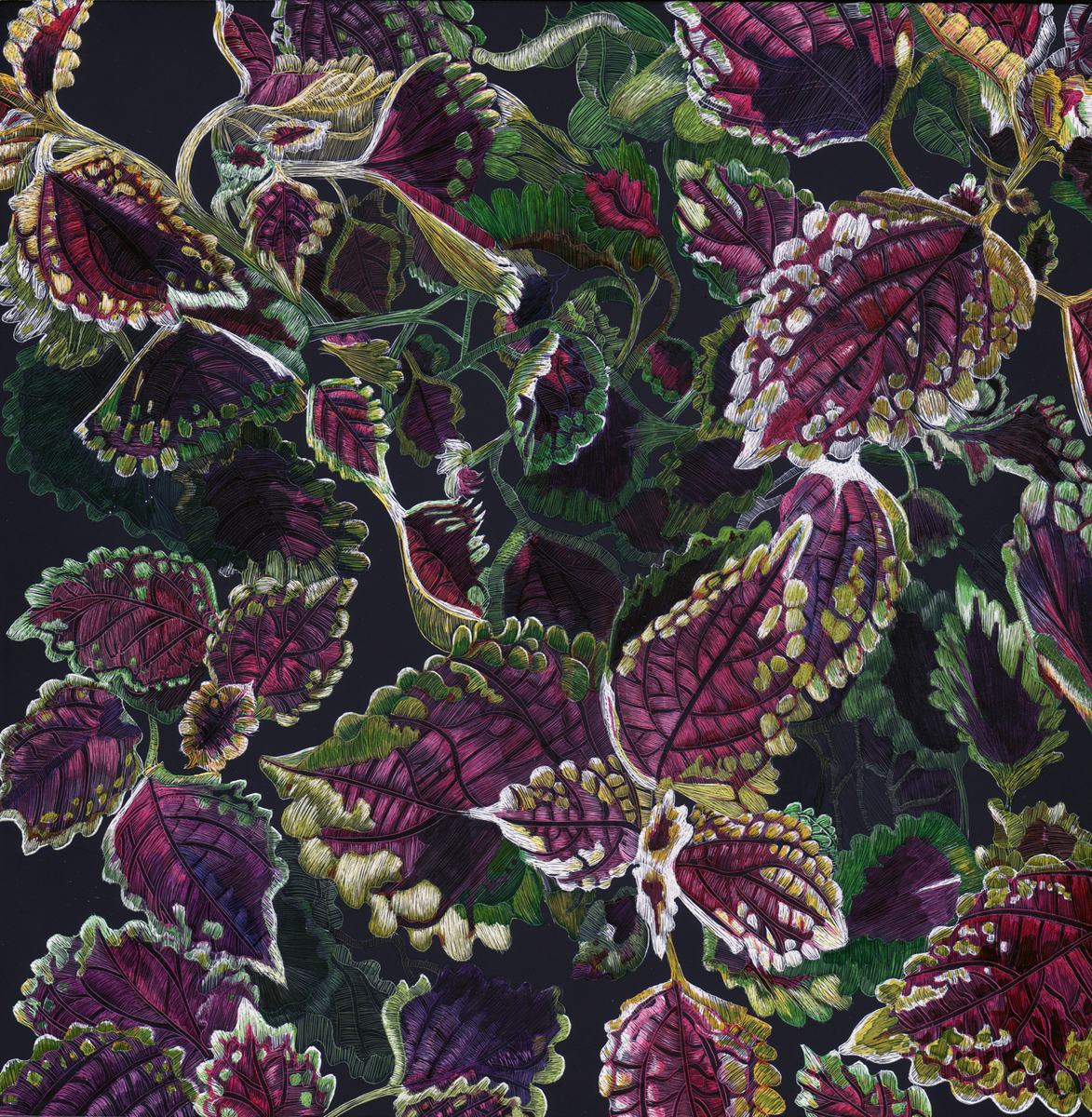 Composition of a Coleus