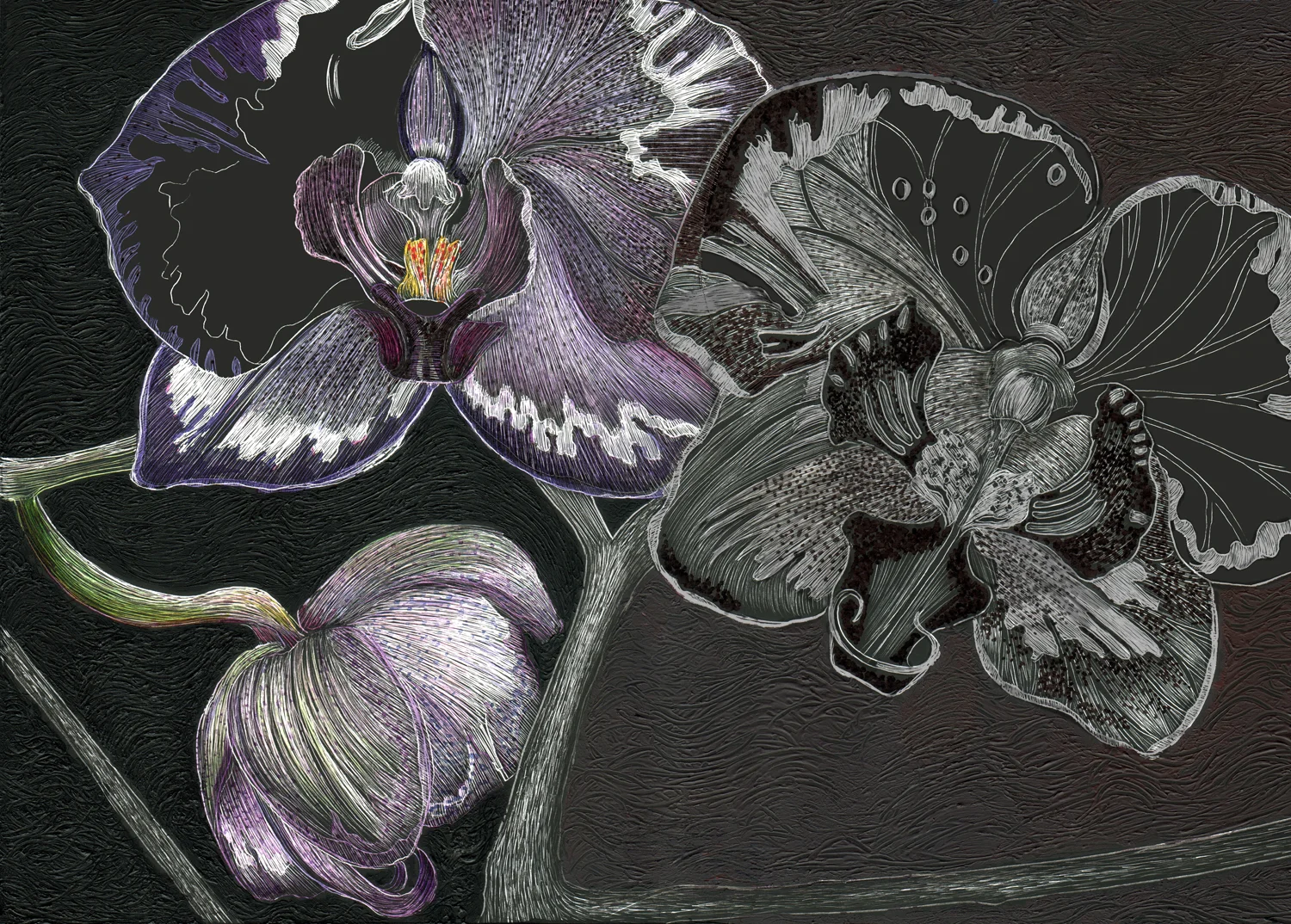 orchidsm.jpeg