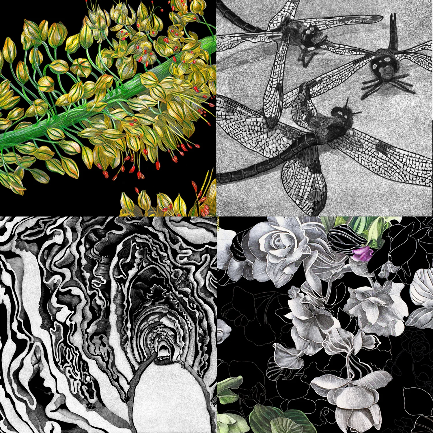 Ererumus, 3 Points of View, Cut Cabbage and Oregano by Lisa Goesling