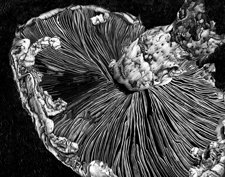 Mushroom