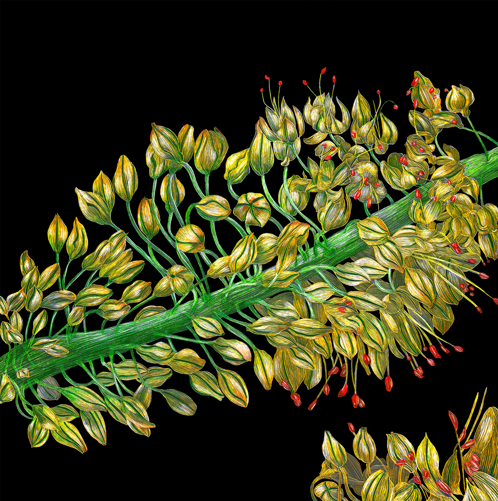 Eremurus or Foxtail Lily by Lisa Goesling 8" x 8" 2012