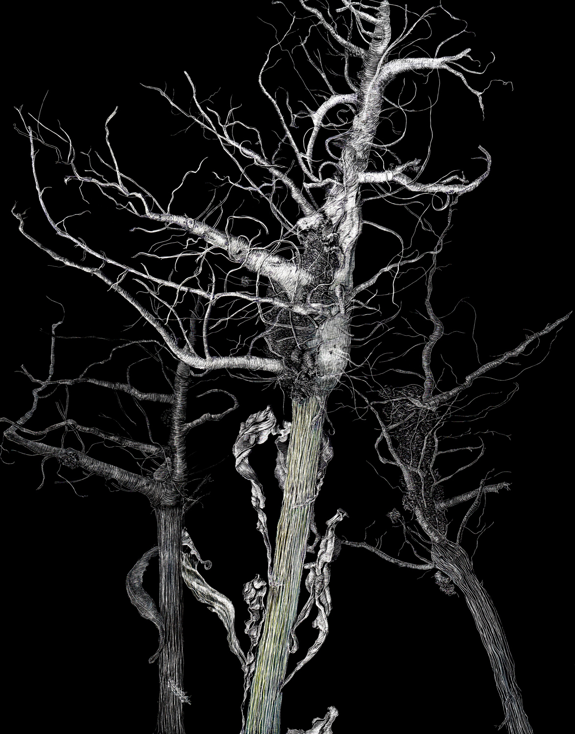 Uprooted 1 by Lisa Goesling 11" x 14" 2015