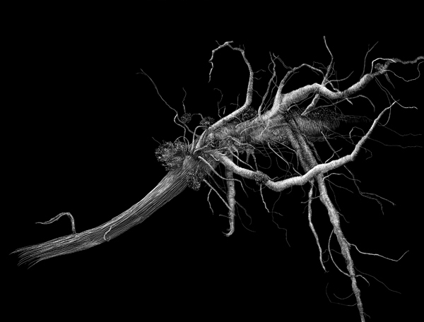 Uprooted 2 by Lisa Goesling