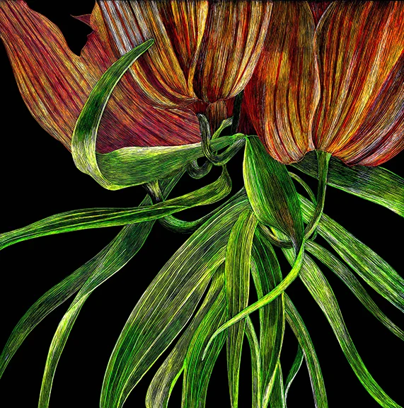 Orange Tulips Cropped by Lisa Goesling
